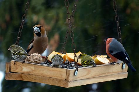 庭 鳥|バードフィーダーを庭に置いて野鳥観察！ 野鳥の好。